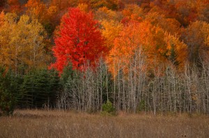 gaylord-gallery-32